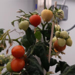Ensayo tomate cámara climática