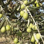 Fat yield and olive fattening
