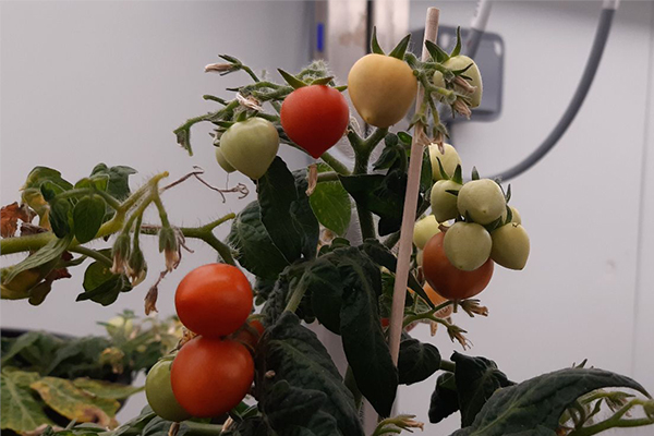 Ensayo tomate cámara climática