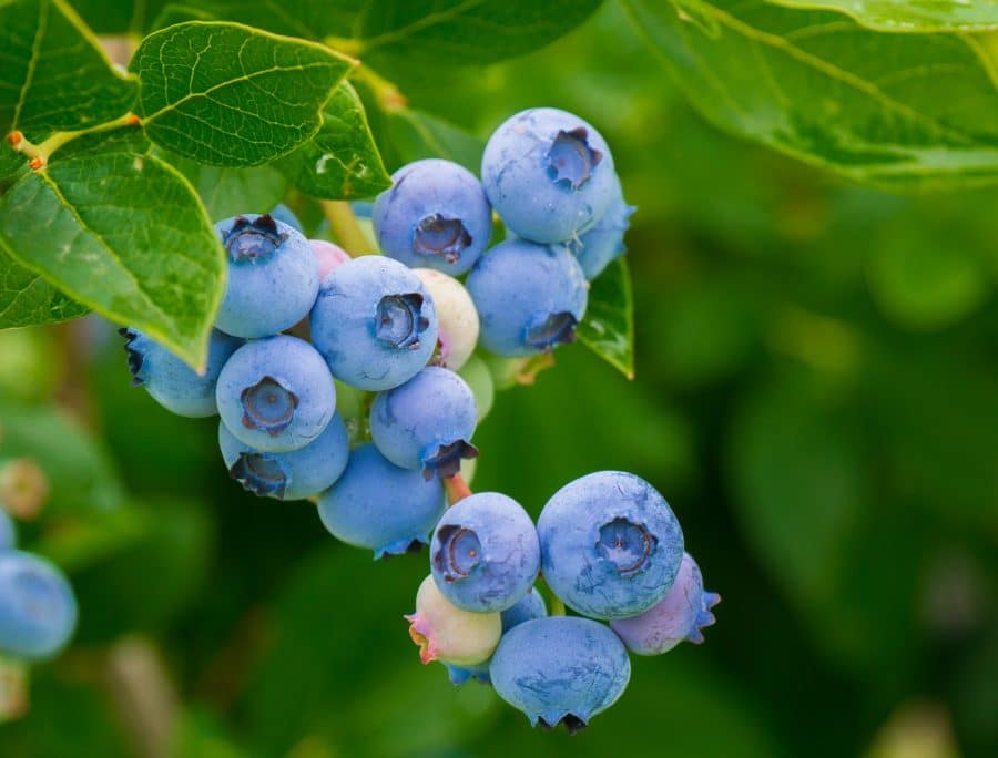 blueberries g70f80d1b5 1920