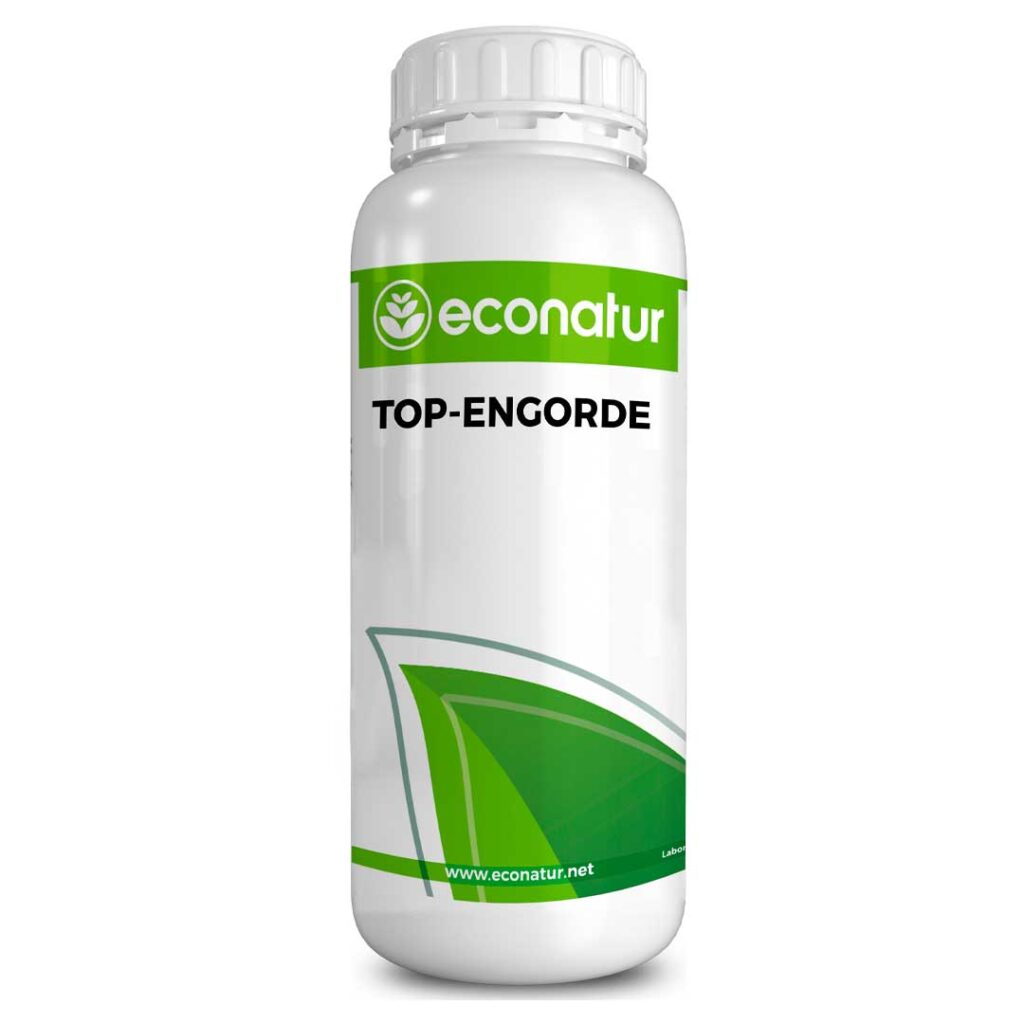 TOP ENGORDE