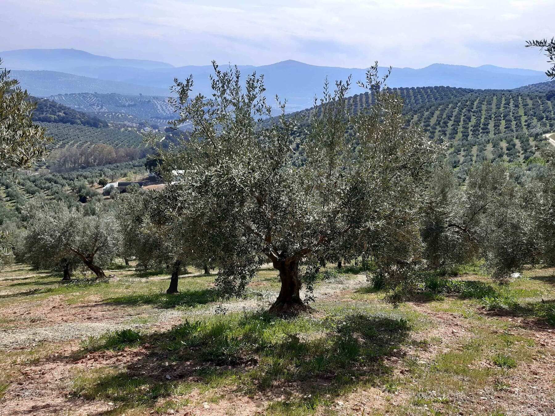 Sistemas de rotacion de cultivos econatur opti