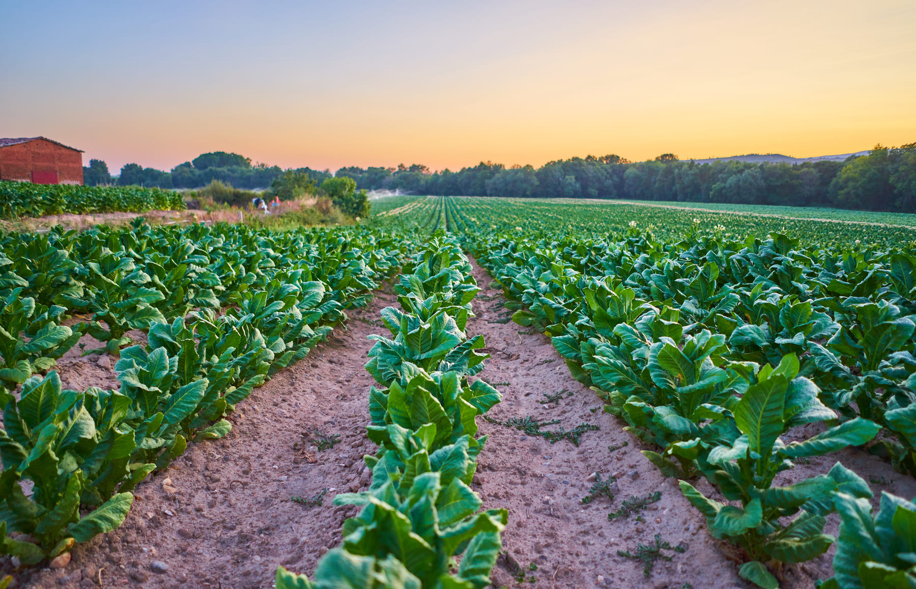 Agricultura orgánica