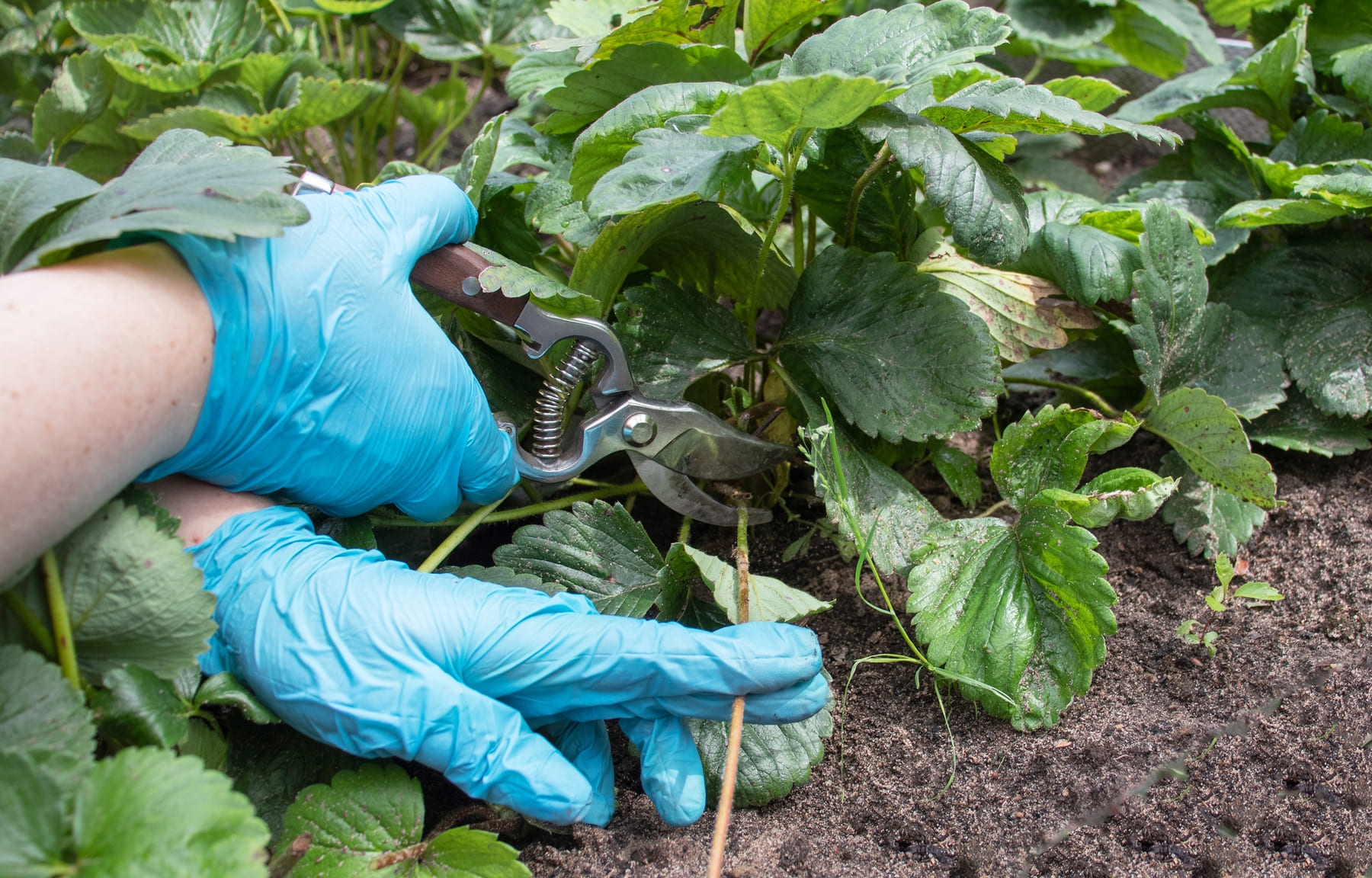 Control de enfermedades vegetales