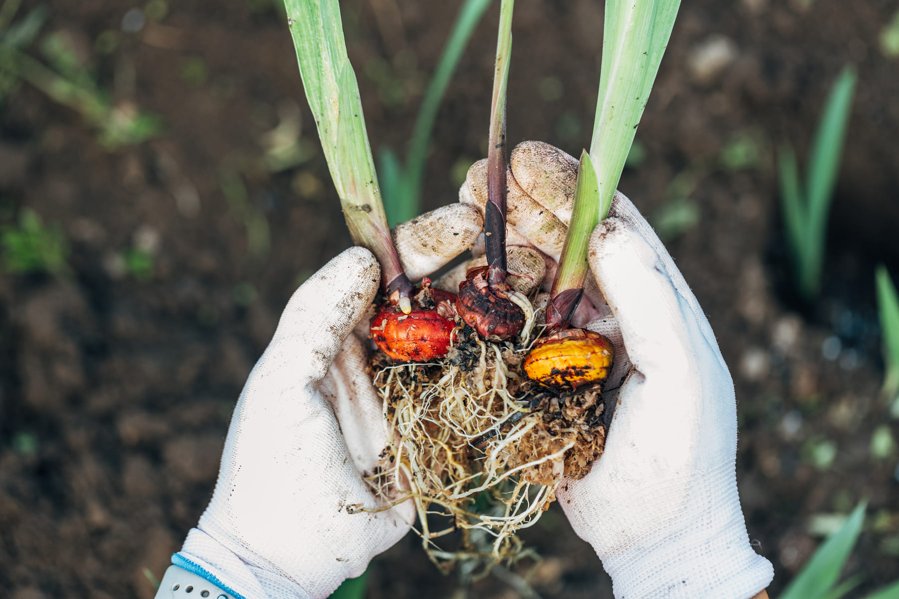 Soluciones eficaces para enfermedades vegetales