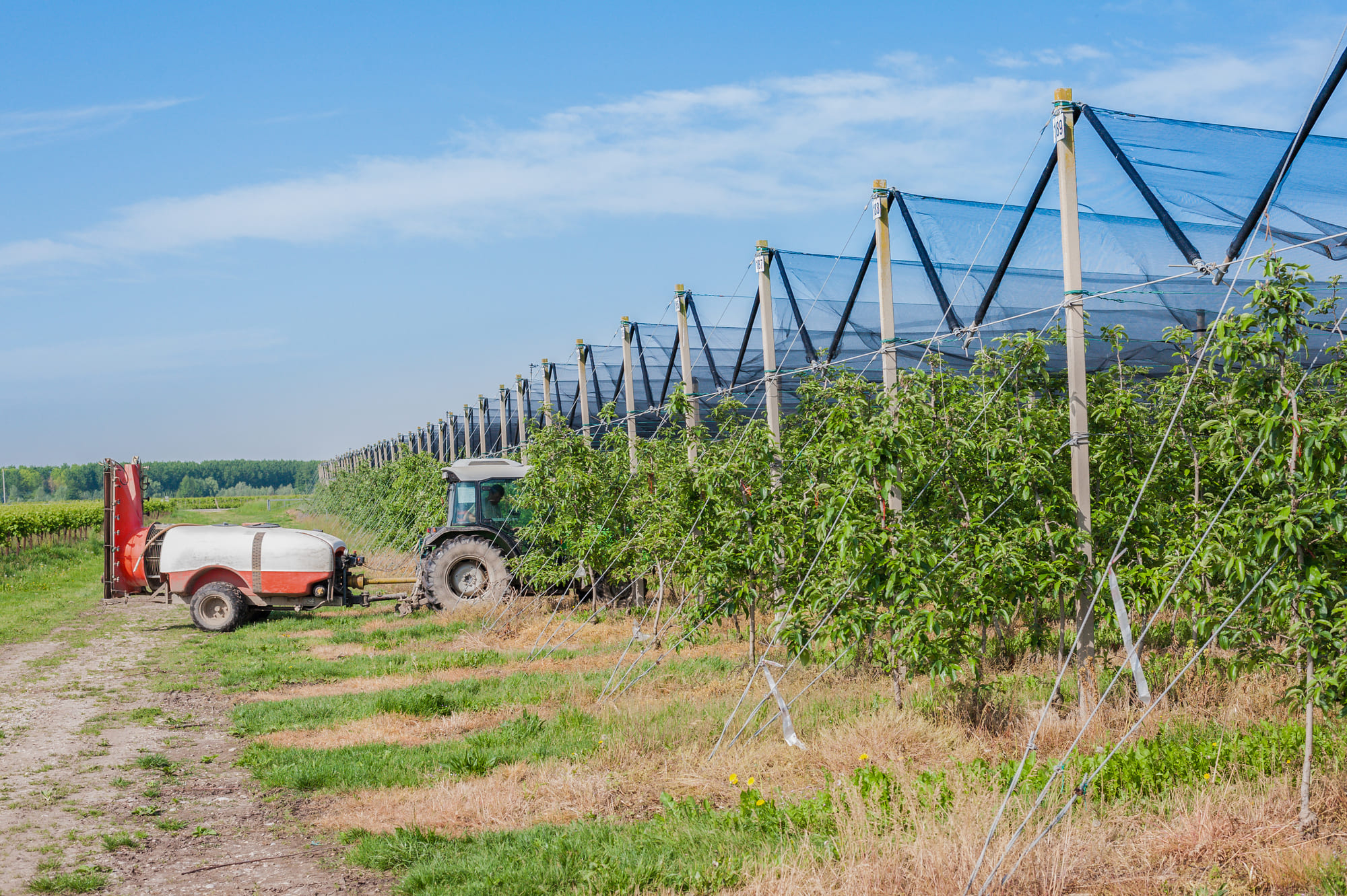 Sistemas agroforestales econatur
