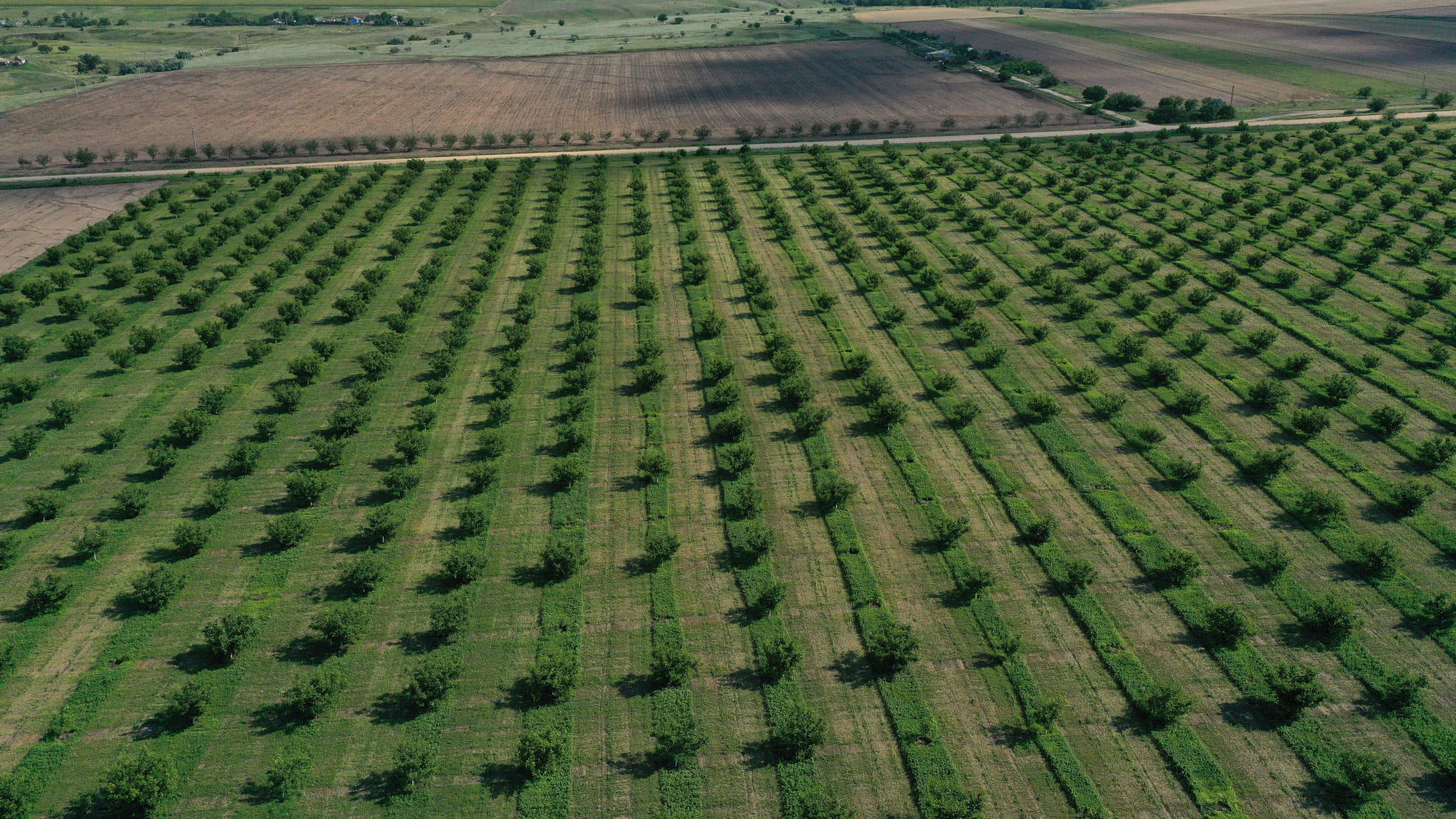 Sistemas agroforestales