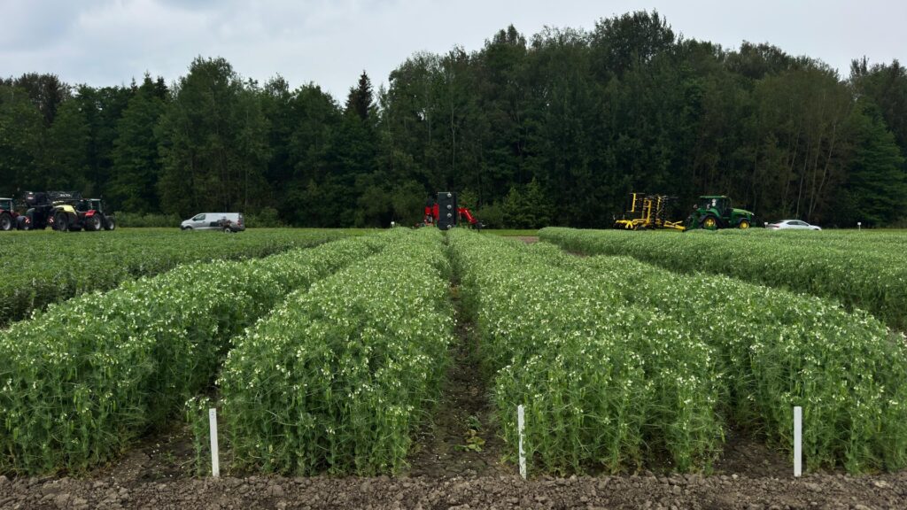 Peas trial 5 9 07 2025