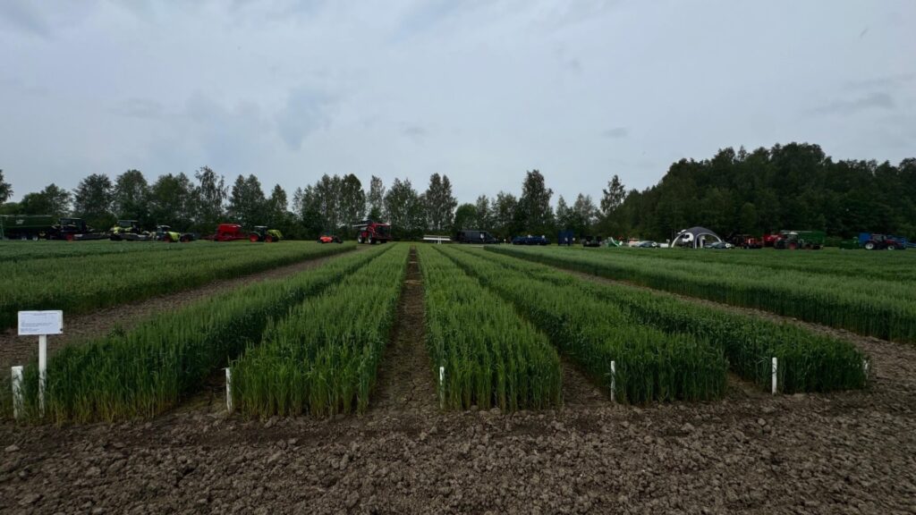 Wheat trial 7 9 07 2025