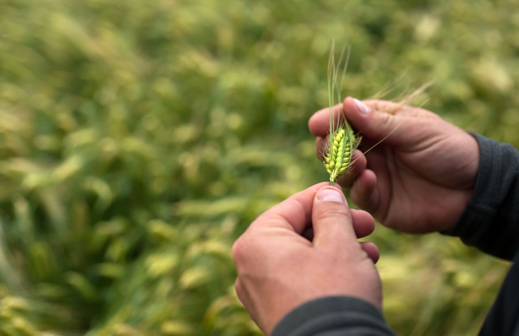 Control biológico de plagas en cultivos agricolas